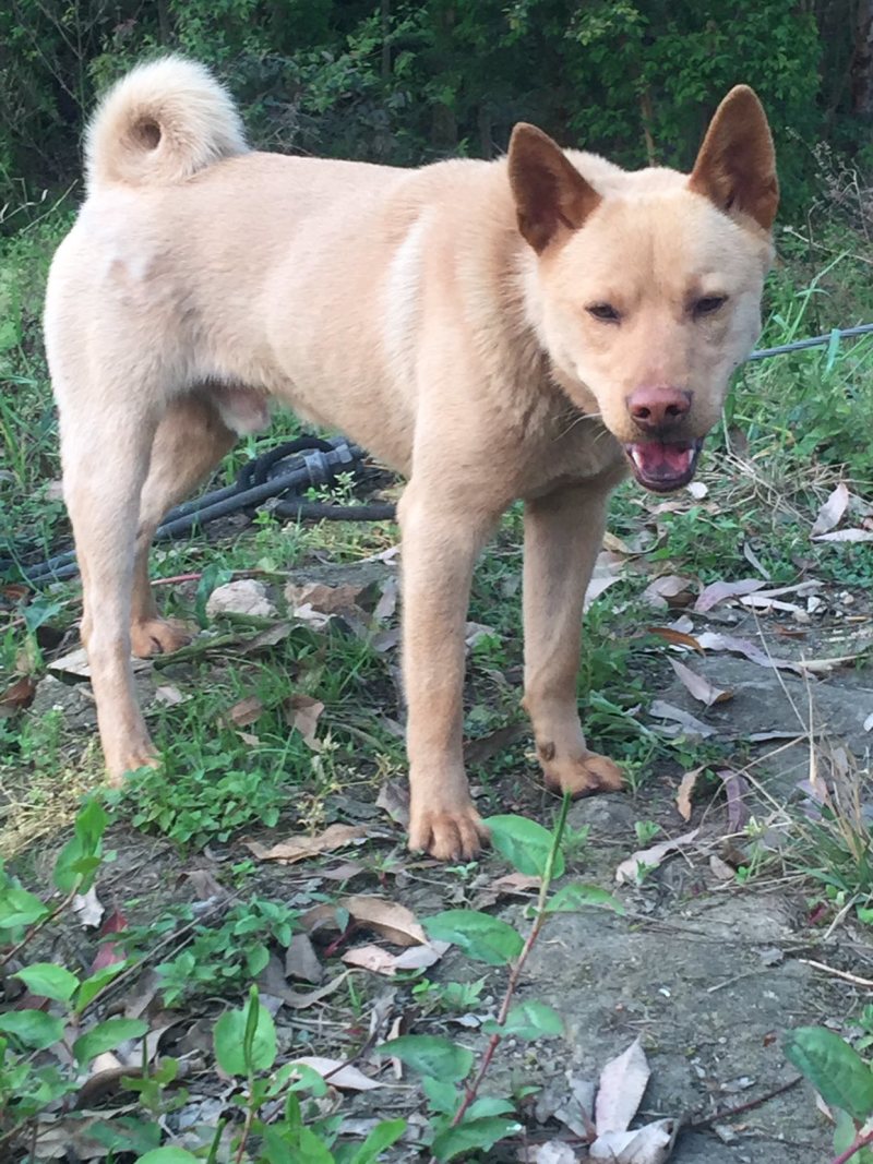 重庆长期繁殖大中小红金龙大体川东猎犬马犬黑狼