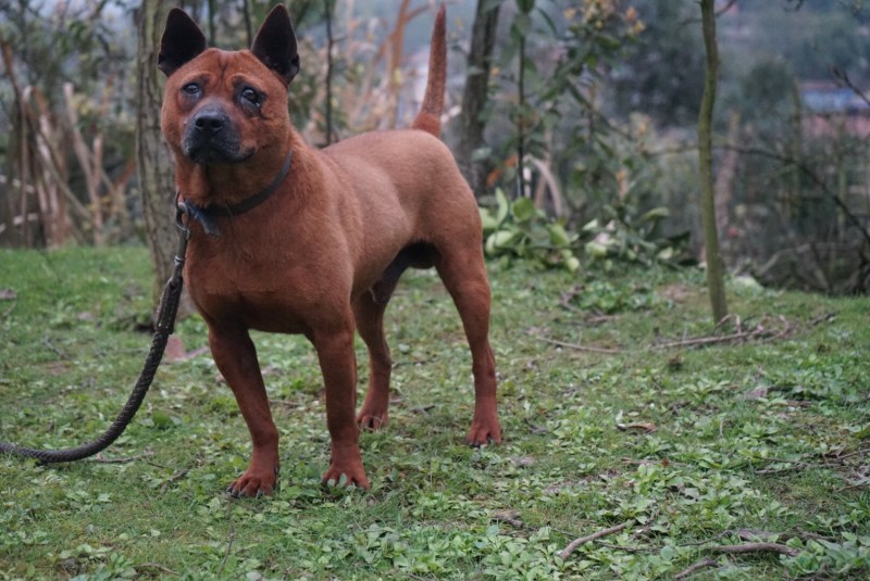 重庆长期繁殖大中小红金龙大体川东猎犬马犬黑狼