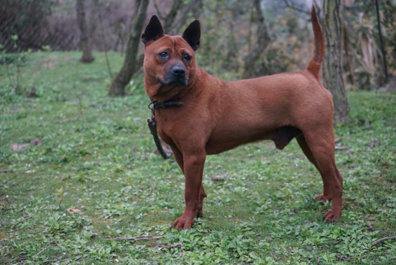 重庆长期繁殖大中小红金龙大体川东猎犬马犬黑狼