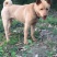 重庆长期繁殖大中小红金龙大体川东猎犬马犬黑狼