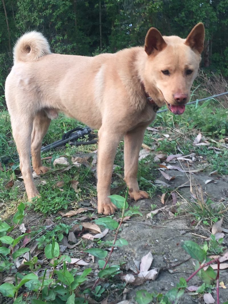重庆长期繁殖大中小红金龙大体川东猎犬马犬黑狼