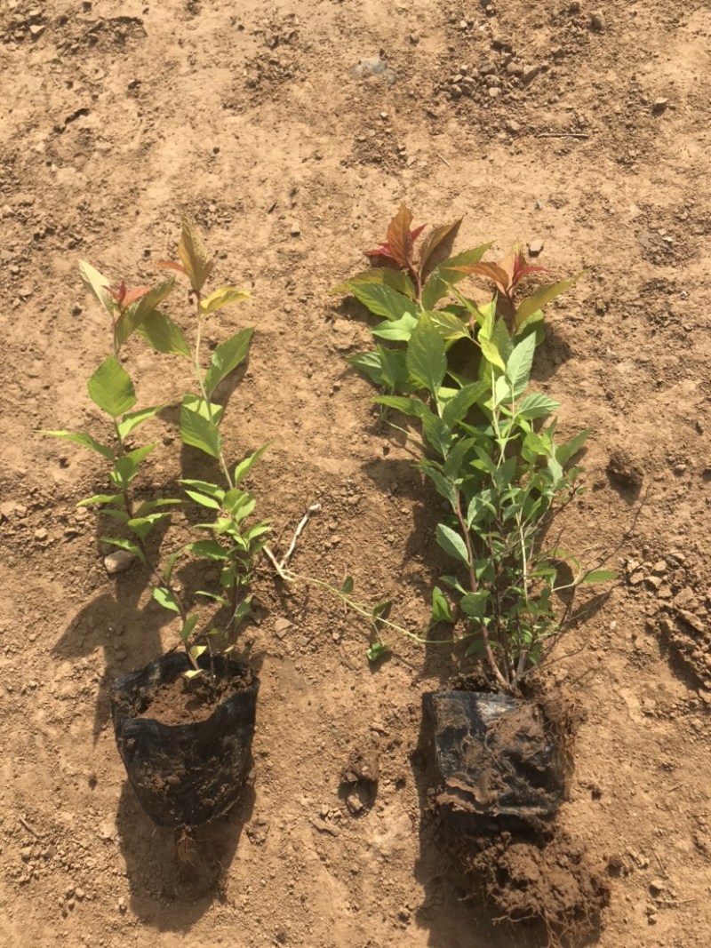 绣线菊，金焰绣线菊，金山绣线菊，粉花绣线菊
