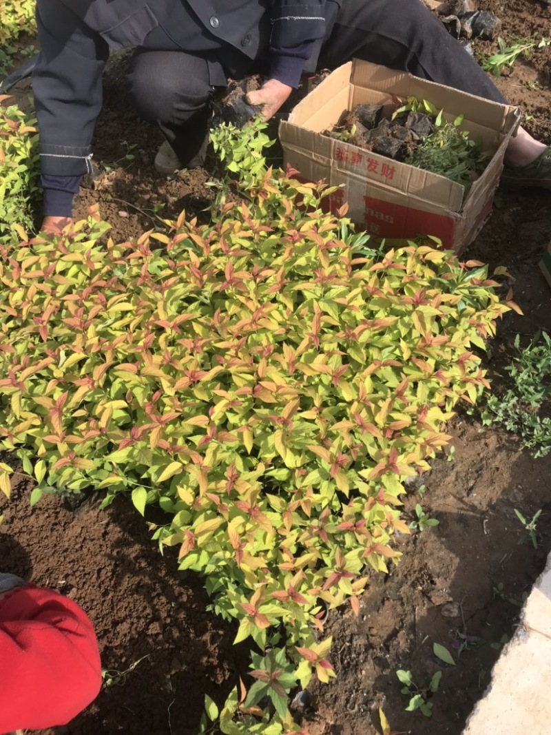 绣线菊，金焰绣线菊，金山绣线菊，粉花绣线菊