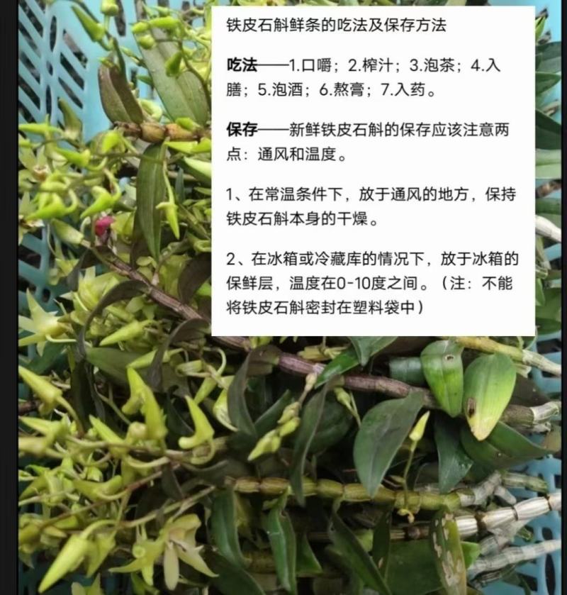 浙江产地铁皮石斛新(鲜条)胶质好渣少