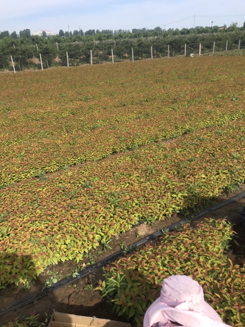 绣线菊，金焰绣线菊，金山绣线菊，粉花绣线菊