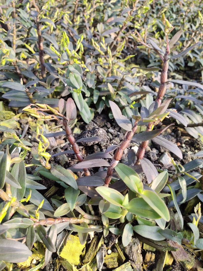 浙江产地铁皮石斛新(鲜条)胶质好渣少
