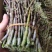 浙江产地铁皮石斛新(鲜条)胶质好渣少