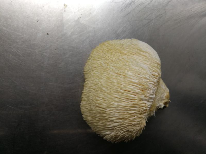 猴头菇干品、猴头菇鲜品和猴头菇菌种都有售