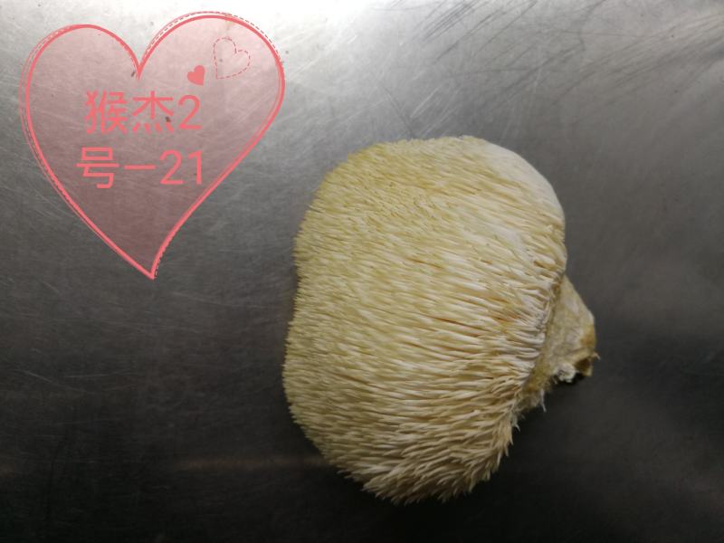 猴头菇干品、猴头菇鲜品和猴头菇菌种都有售