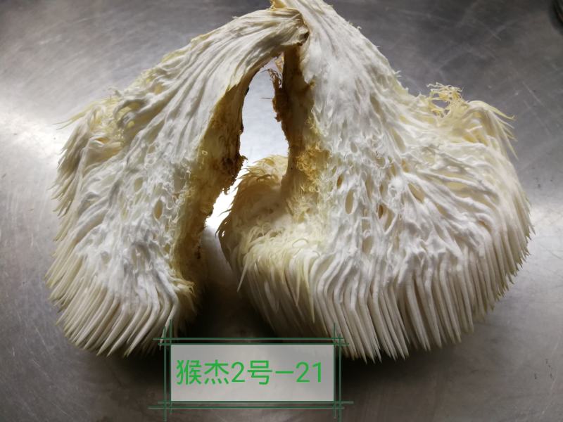 猴头菇干品、猴头菇鲜品和猴头菇菌种都有售