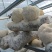 猴头菇干品、猴头菇鲜品和猴头菇菌种都有售