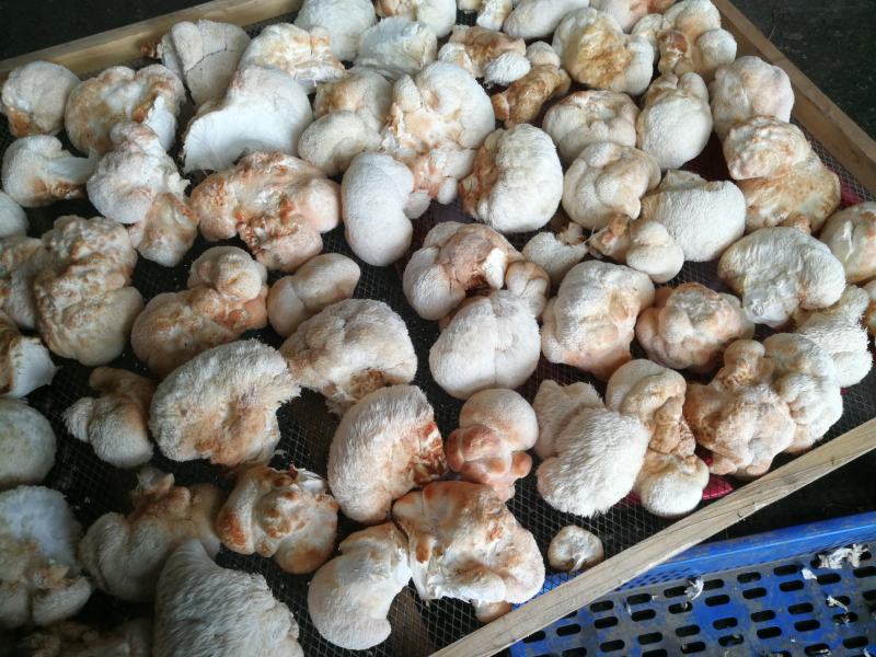 猴头菇干品、猴头菇鲜品和猴头菇菌种都有售
