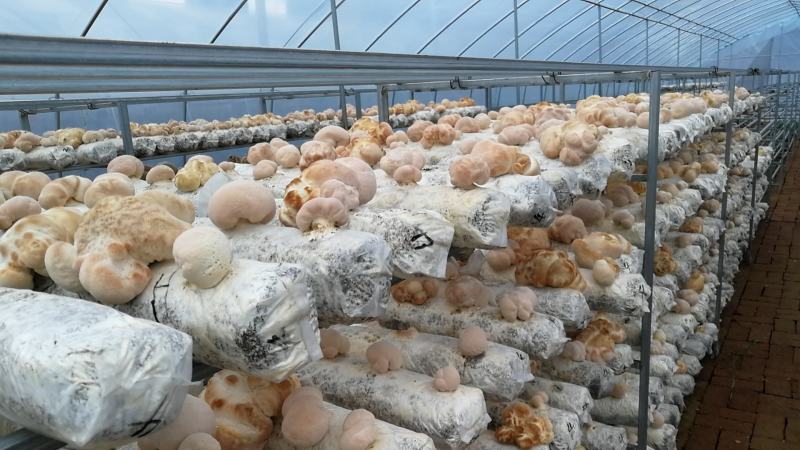 猴头菇干品、猴头菇鲜品和猴头菇菌种都有售