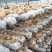 猴头菇干品、猴头菇鲜品和猴头菇菌种都有售