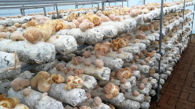 猴头菇干品、猴头菇鲜品和猴头菇菌种都有售