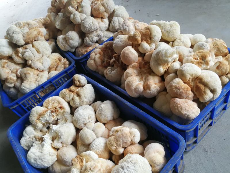 猴头菇干品、猴头菇鲜品和猴头菇菌种都有售