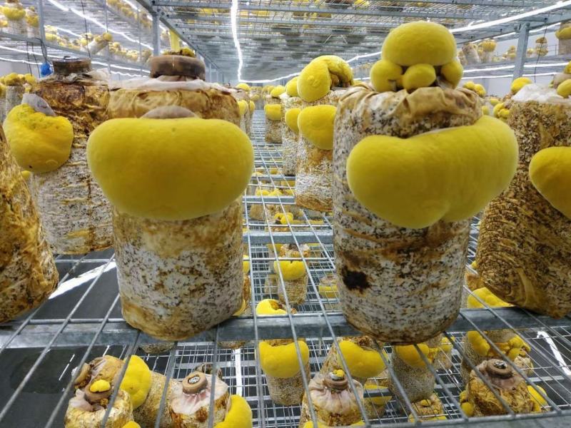 猴头菇干品、猴头菇鲜品和猴头菇菌种都有售