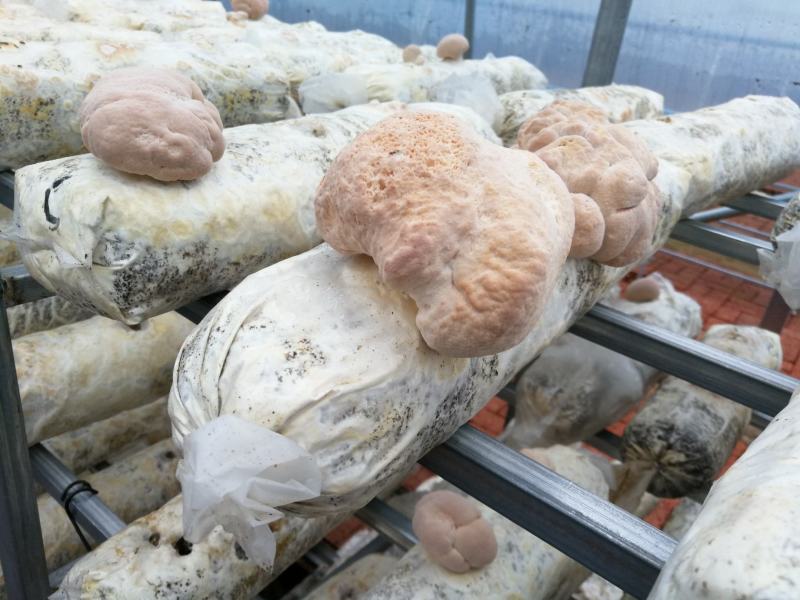 猴头菇干品、猴头菇鲜品和猴头菇菌种都有售