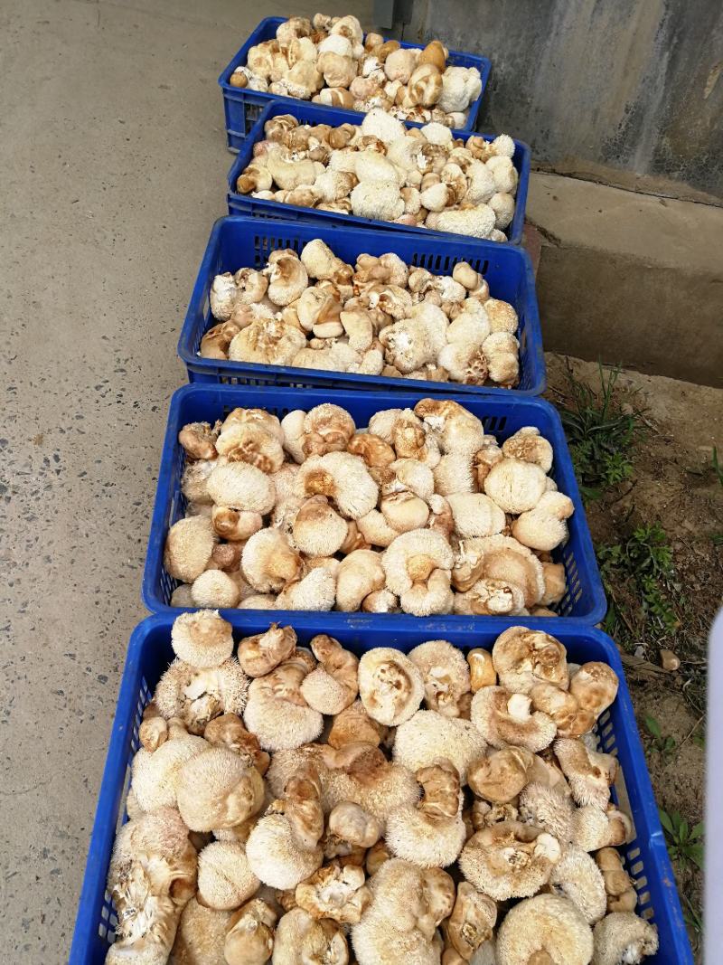 猴头菇干品、猴头菇鲜品和猴头菇菌种都有售