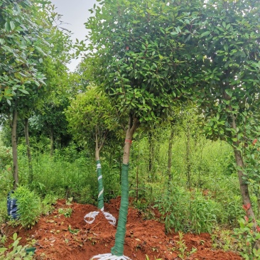 红叶石楠树米8公分