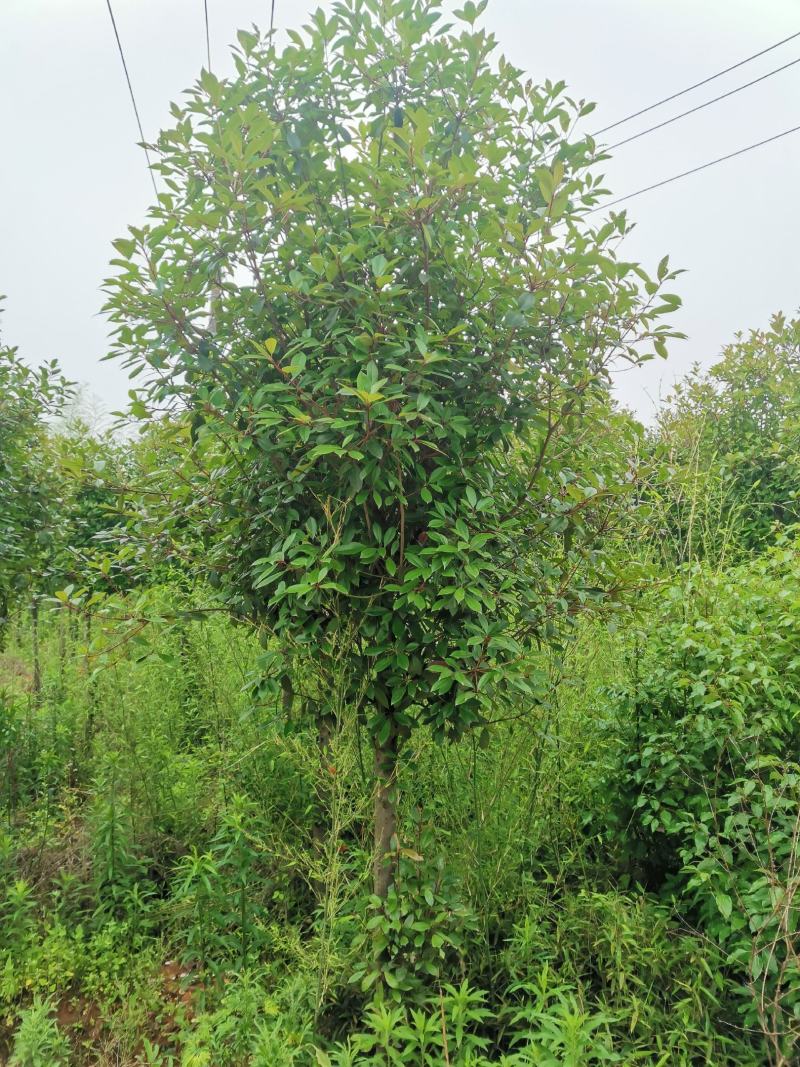 红叶石楠树米8公分