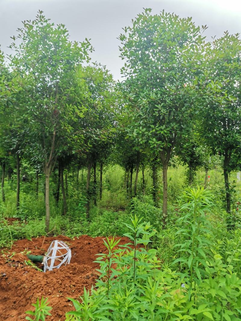 红叶石楠树米8公分