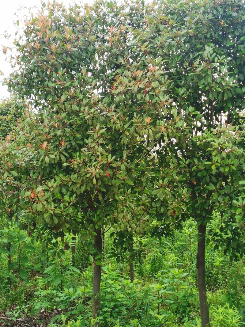红叶石楠树米8公分