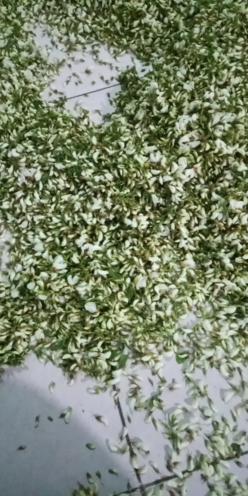 槐花花骨朵当天采摘