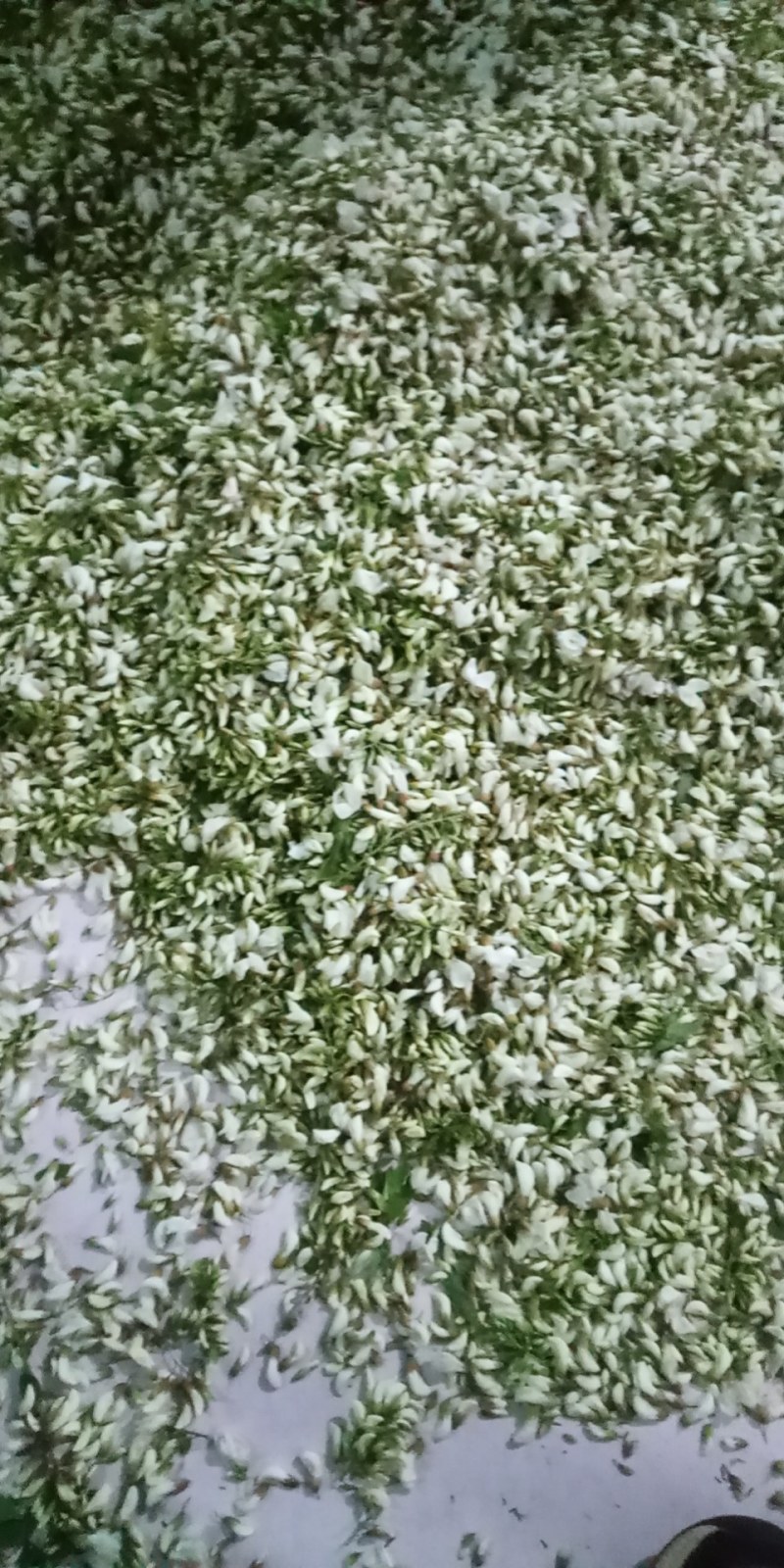 槐花花骨朵当天采摘