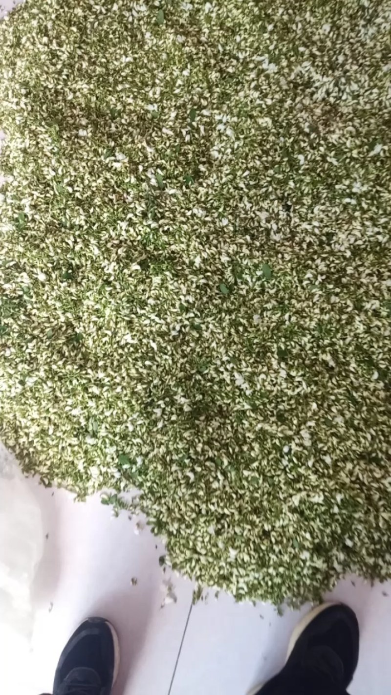 槐花花骨朵当天采摘