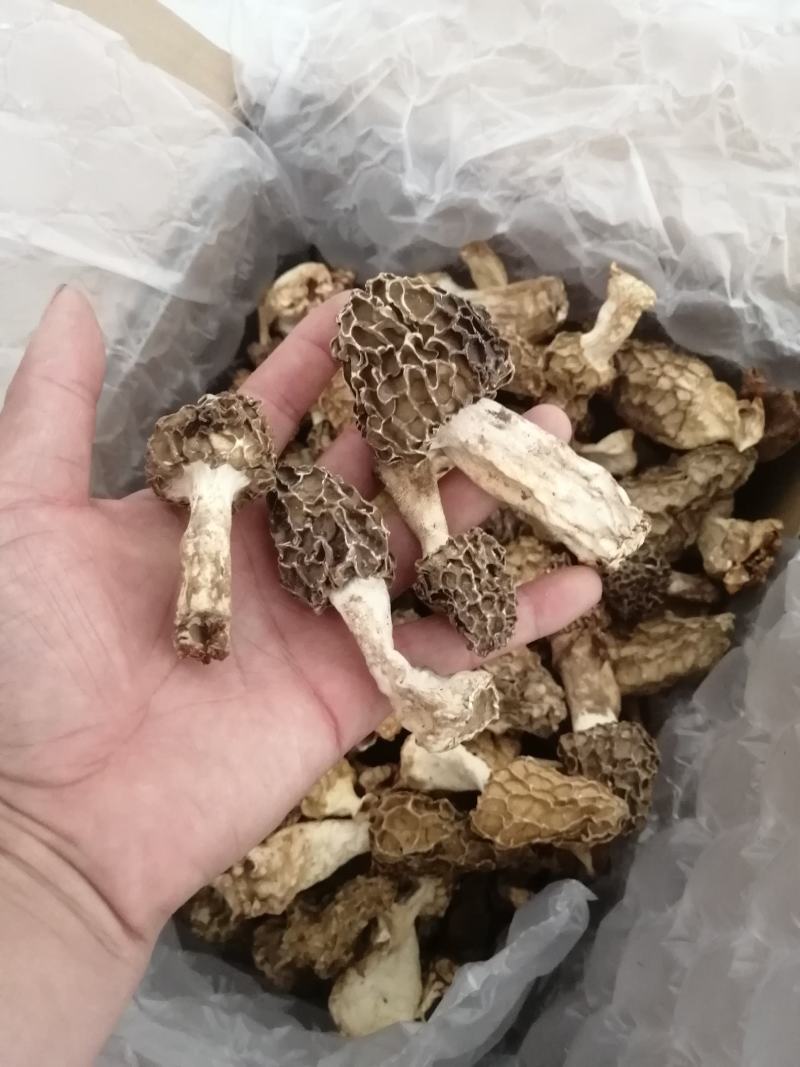 纯野生羊肚菌精选货，产地直销