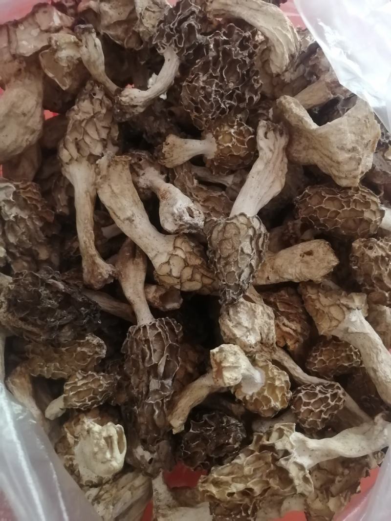 纯野生羊肚菌精选货，产地直销