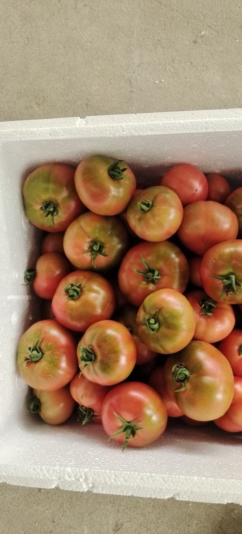 蔬菜平度市优质口感西红柿大量上市