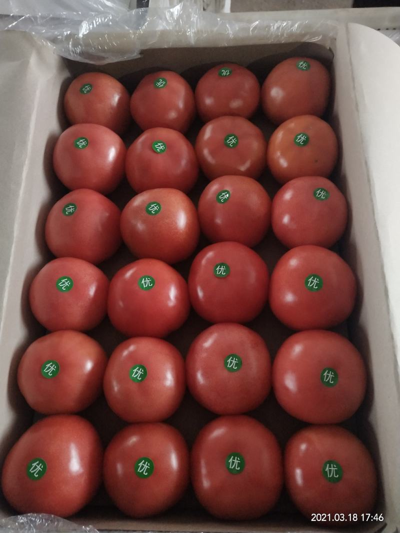 蔬菜平度市优质口感西红柿大量上市