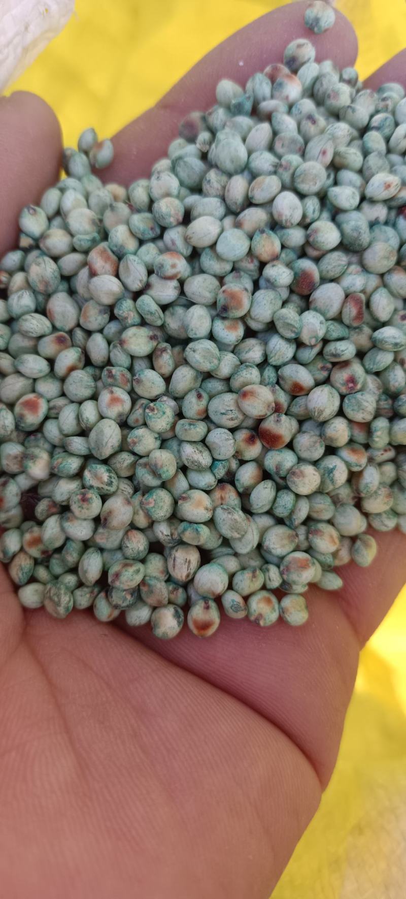 甜高粱种子，饲料，牧蓄专用，可续岔，长得高