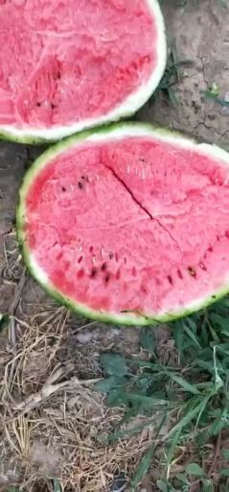 河北保定清苑，大个甜王，舒度高，皮毛好看，12个糖