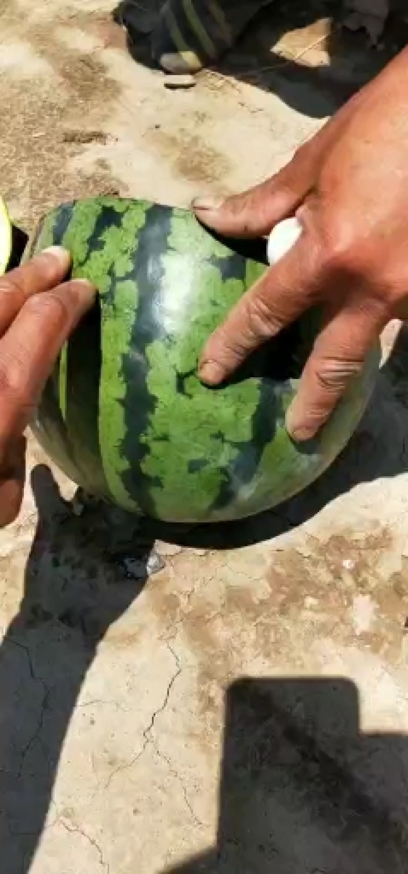 河北保定清苑，大个甜王，舒度高，皮毛好看，12个糖