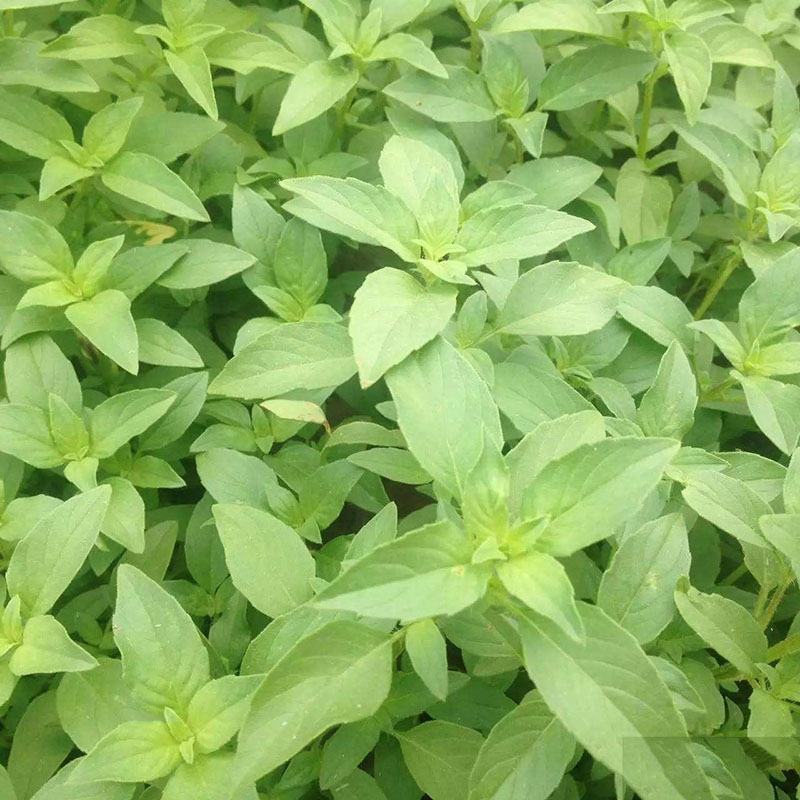 大叶荆芥种子食用香草种子四季播种庭院阳台大叶荆芥籽种