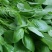 大叶荆芥种子食用香草种子四季播种庭院阳台大叶荆芥籽种