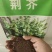 大叶荆芥种子食用香草种子四季播种庭院阳台大叶荆芥籽种