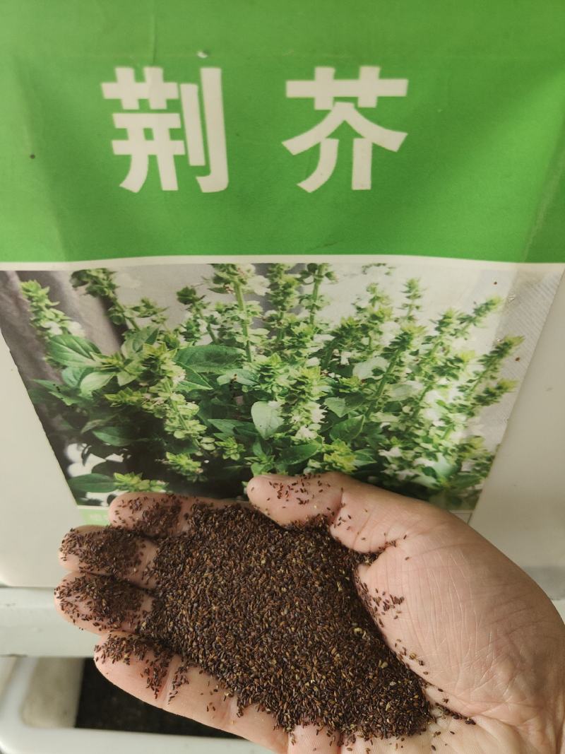 大叶荆芥种子食用香草种子四季播种庭院阳台大叶荆芥籽种