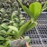 蝴蝶兰盆栽带花苞花剑大花苗花卉植物室内花好养的花多季开花