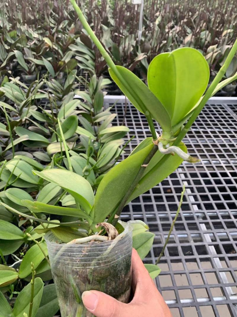 蝴蝶兰盆栽带花苞花剑大花苗花卉植物室内花好养的花多季开花