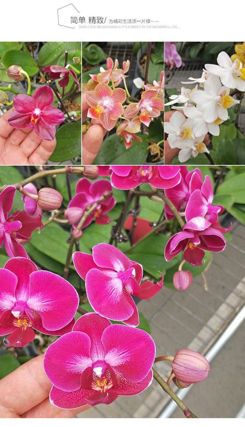 蝴蝶兰盆栽带花苞花剑大花苗花卉植物室内花好养的花多季开花