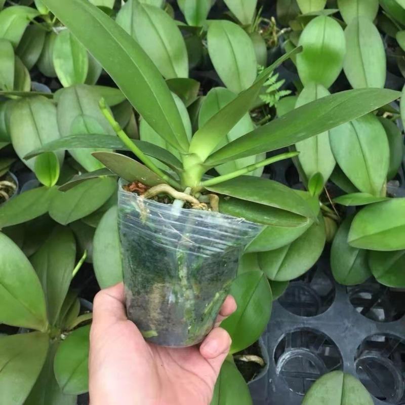 蝴蝶兰盆栽带花苞花剑大花苗花卉植物室内花好养的花多季开花