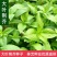 大叶荆芥种子食用香草种子四季播种庭院阳台大叶荆芥籽种