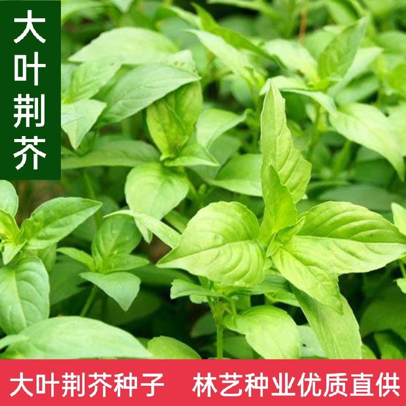 大叶荆芥种子食用香草种子四季播种庭院阳台大叶荆芥籽种