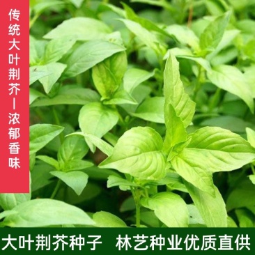 大叶荆芥种子食用香草种子四季播种庭院阳台大叶荆芥籽种
