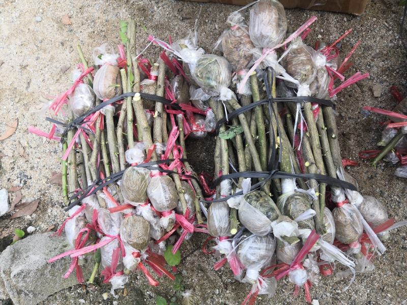 正宗本地广东无籽香水柠檬苗，柠檬发源地，坐落白云区钟落潭