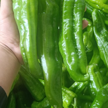 二炮辣椒，欢迎广大客商前来订购。前来洽谈。菜椒。